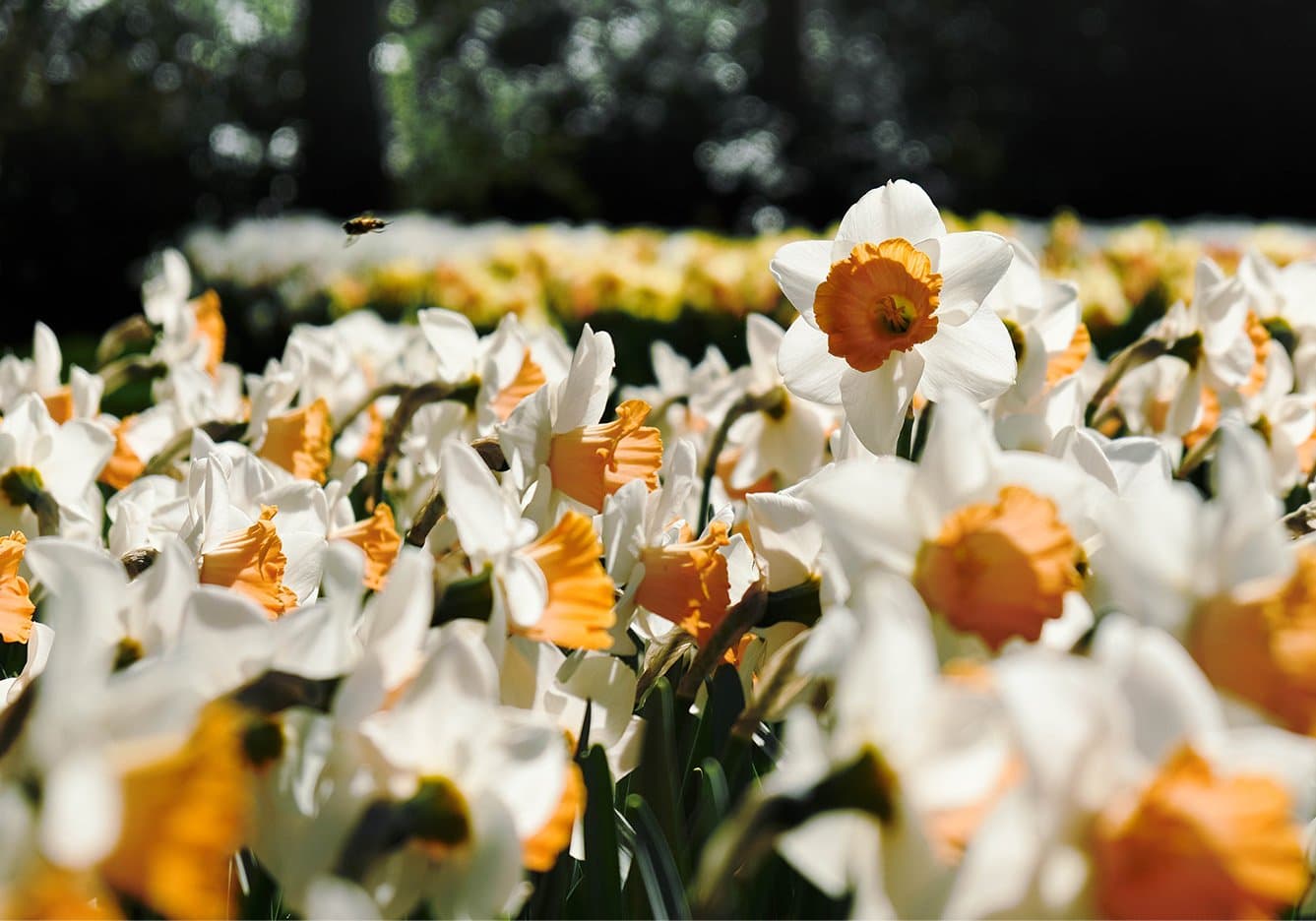 Spring Chorus — Een zonovergoten veld met wit-oranje narcissen; één bloem steekt fier omhoog terwijl een bij naar de bloesems vliegt, met de donkere bomen in de schaduw erachter.