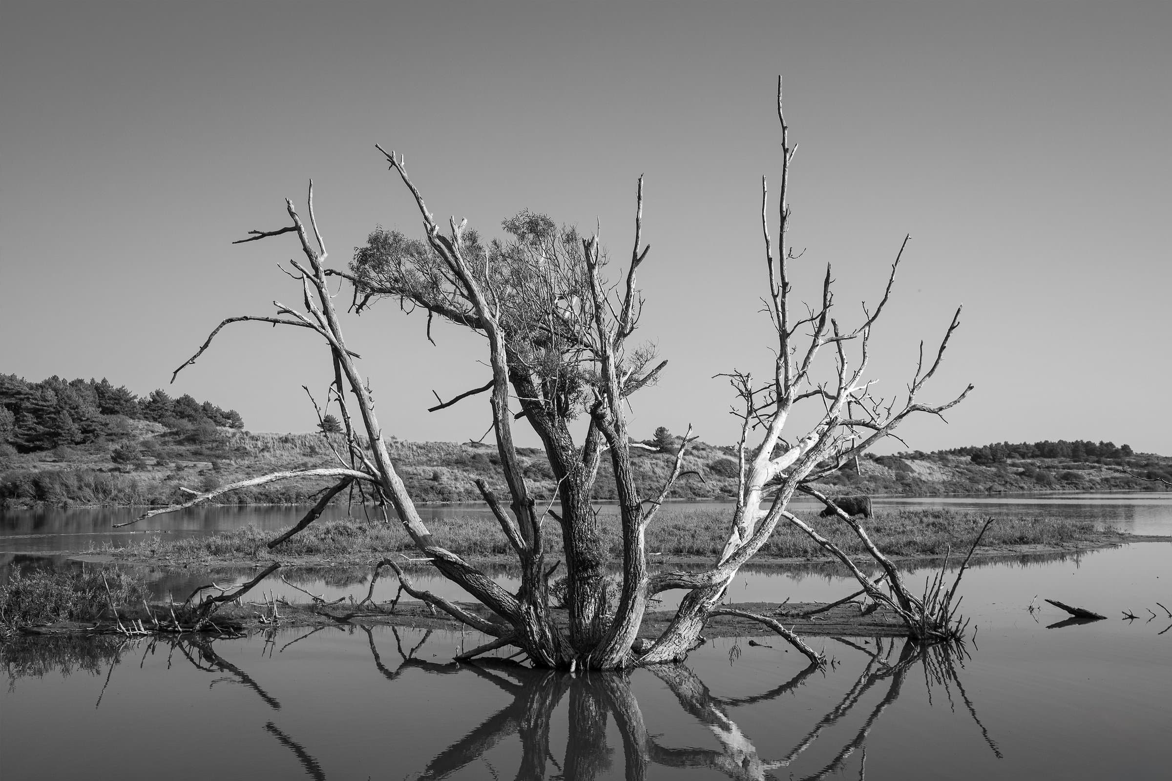 Still Water — Een verweerde, halfdode boom weerspiegelt zich in een spiegelglad duinmeer, de kale takken wijd uitgespreid tegen de lucht, terwijl een eenzame Schotse hooglander graast aan de overkant — een stille studie in verstilling, in zwart-wit.