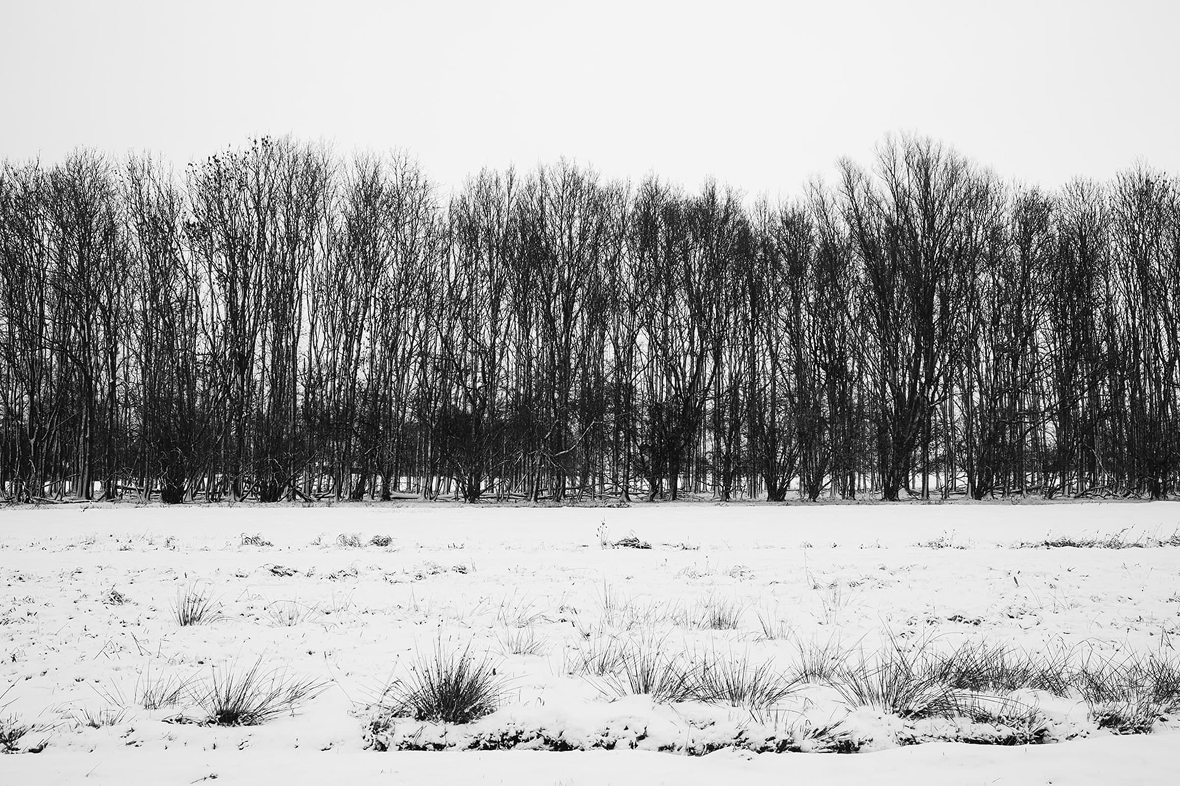 Snowy tree line — Een eenvoudige bomenrij in een besneeuwd landschap.